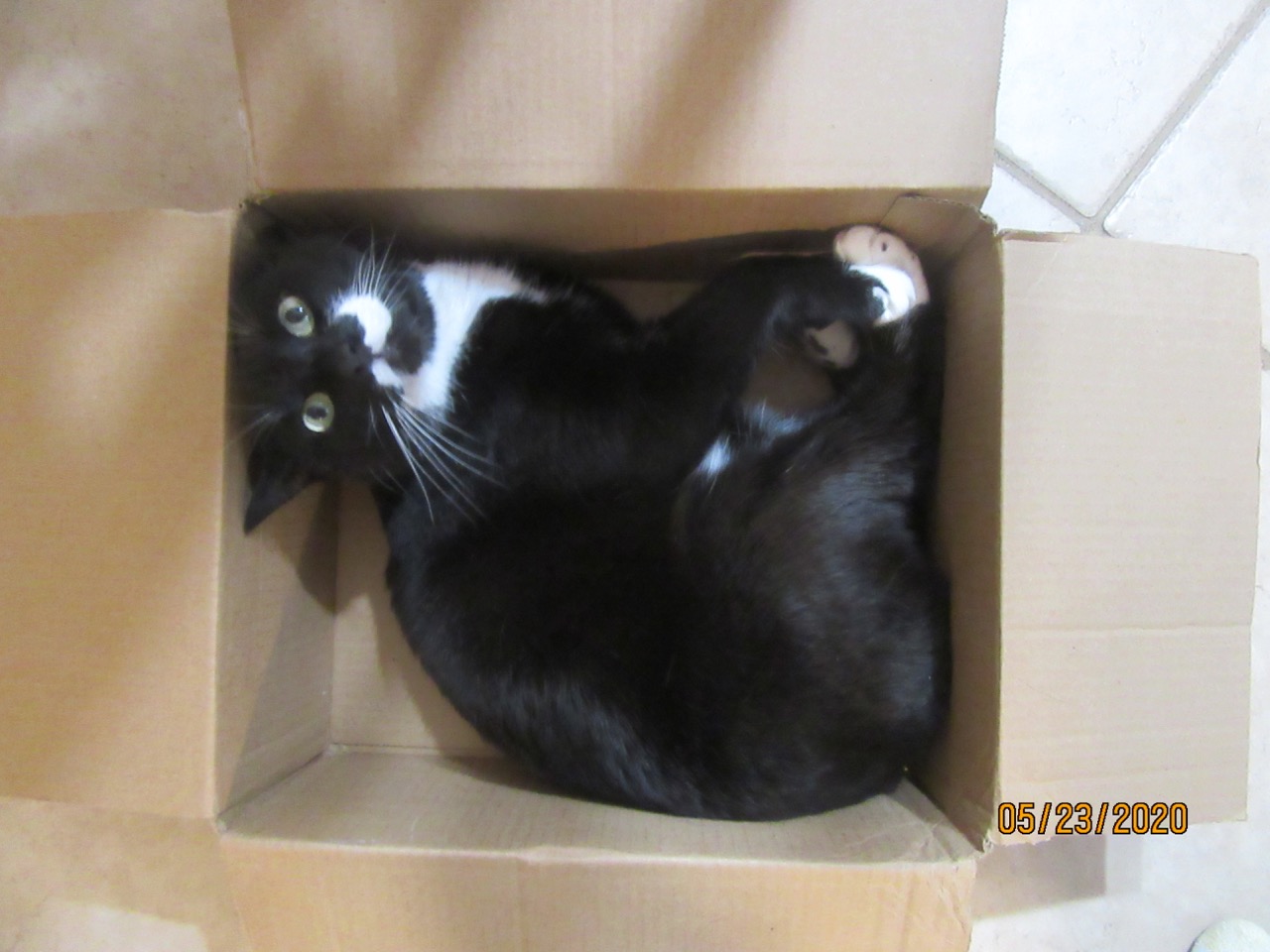 Cat in a box 4