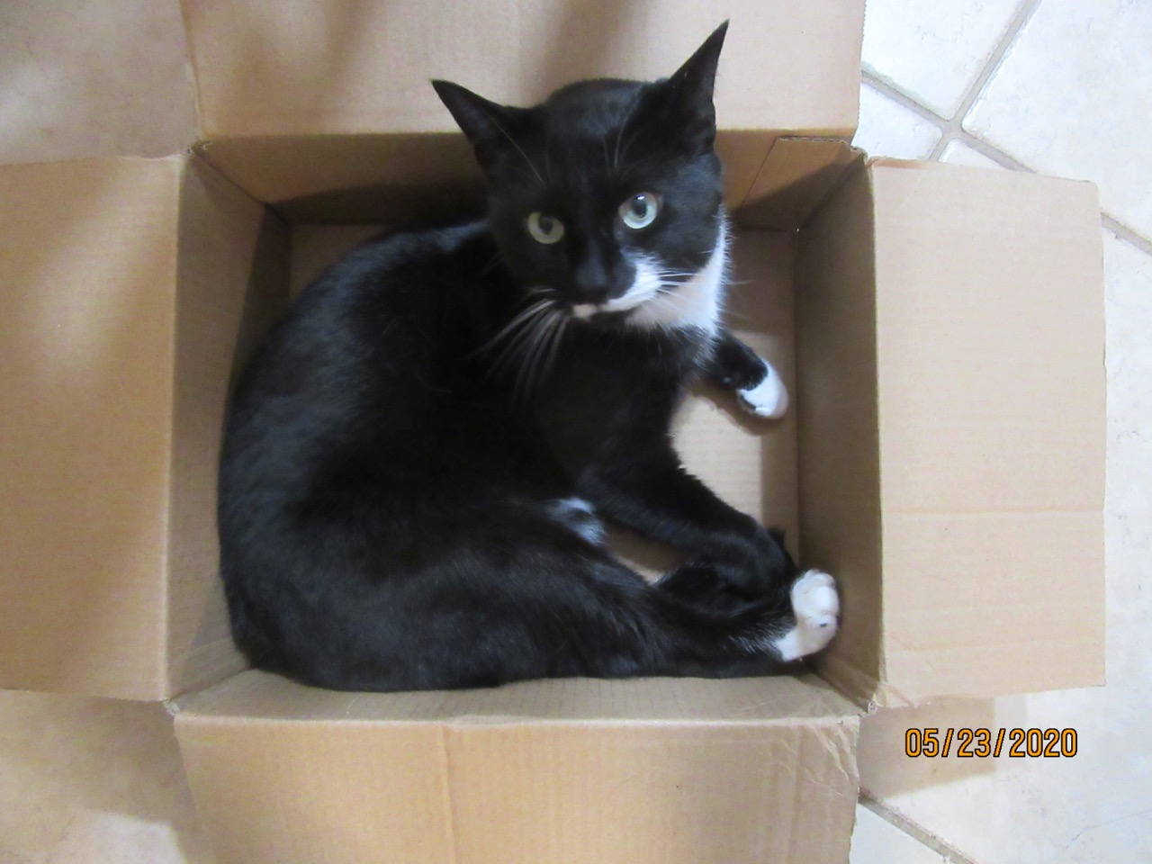 Cat in a box 5