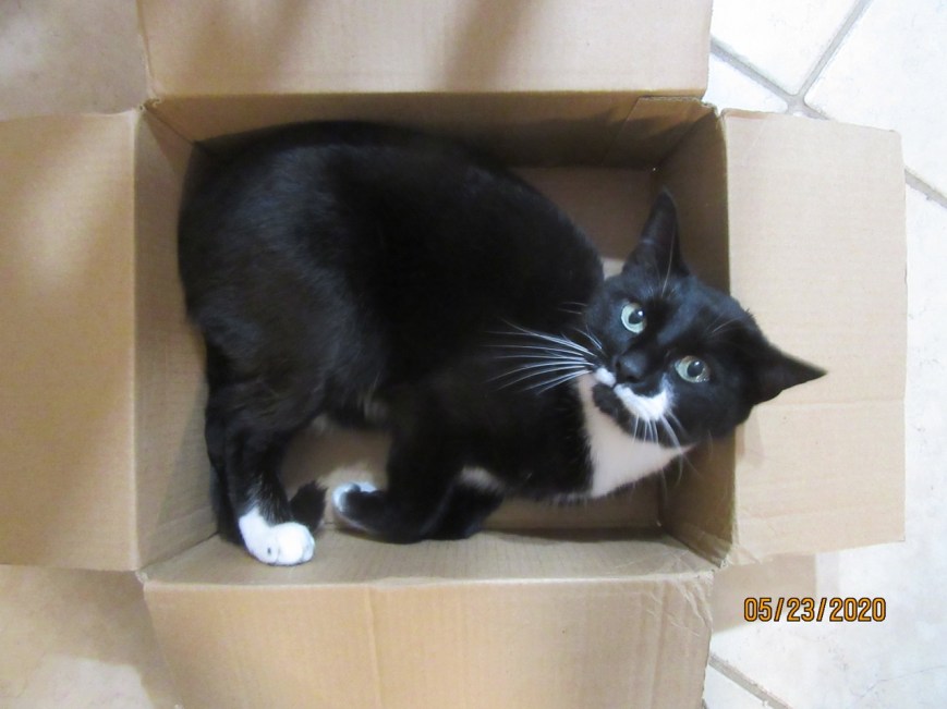 Cat in a box 7