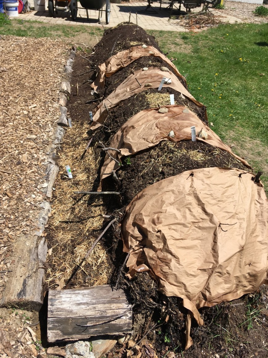 Hugelkulture planting