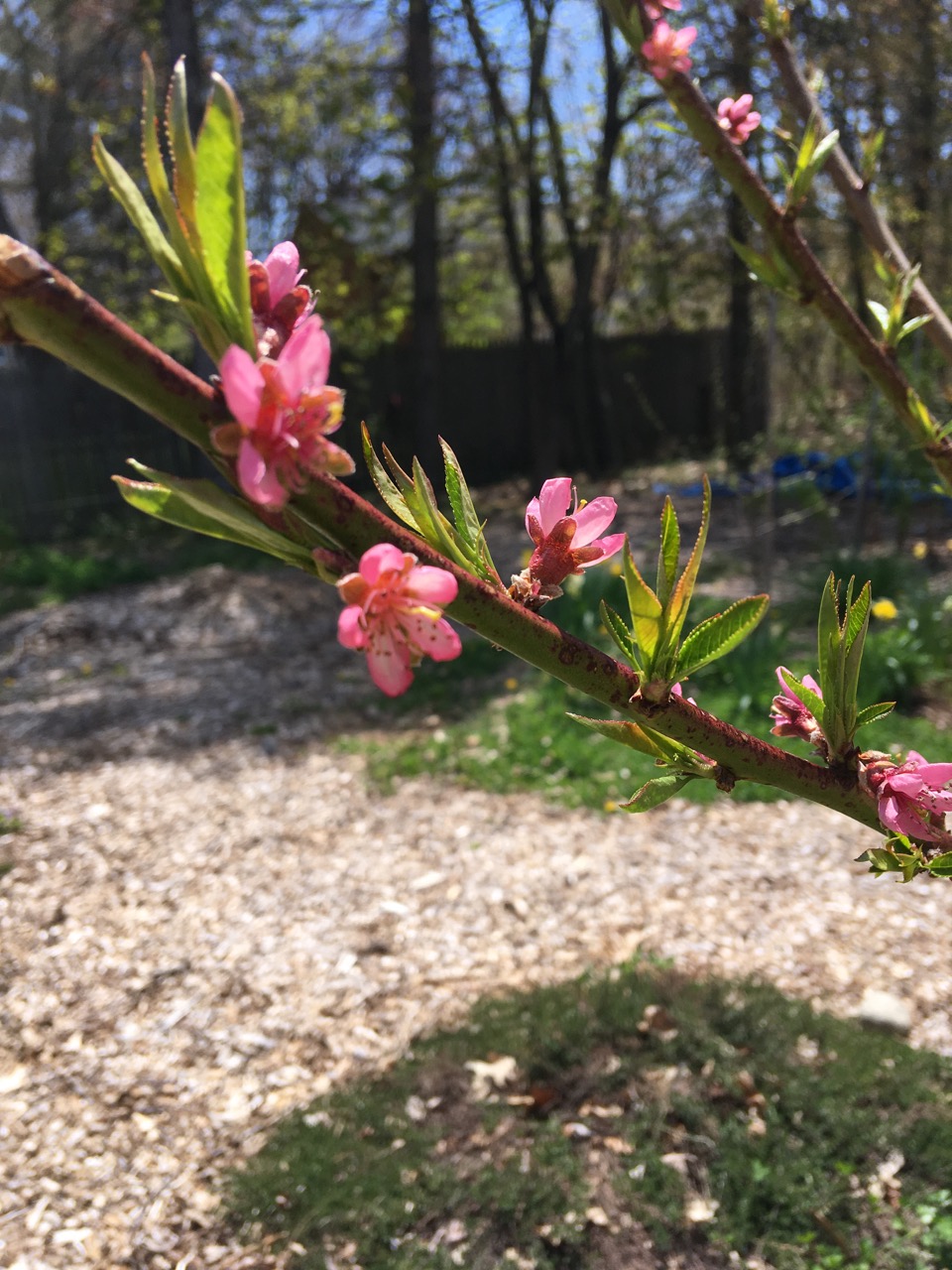 Peach blossoms