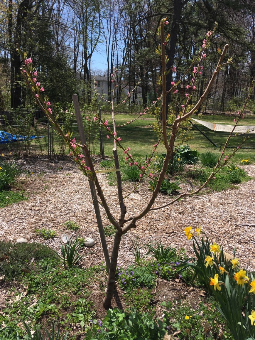 Peach tree in bloom