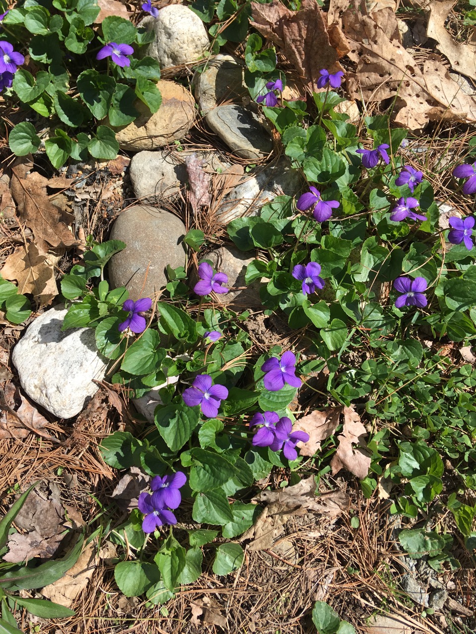 Stones &amp; violets