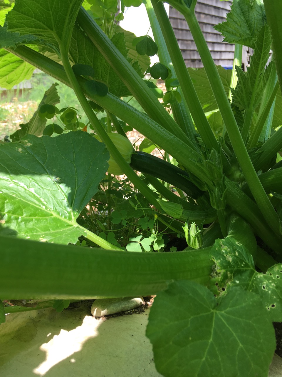 Baby zucchini June 28