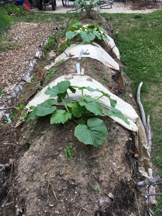 hugelkultur jun 13