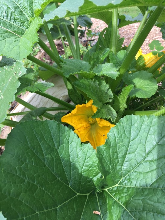 Zucchini flower June 27