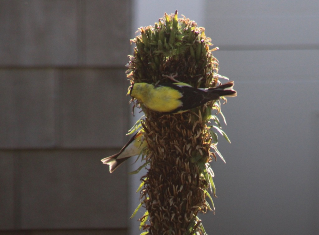 Goldfinches eating seed on round plant head.