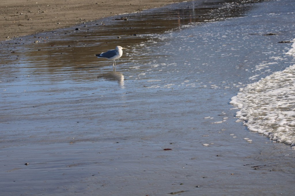 Seagull standing on the sandy wet shore, with surf rolling in on the right side.