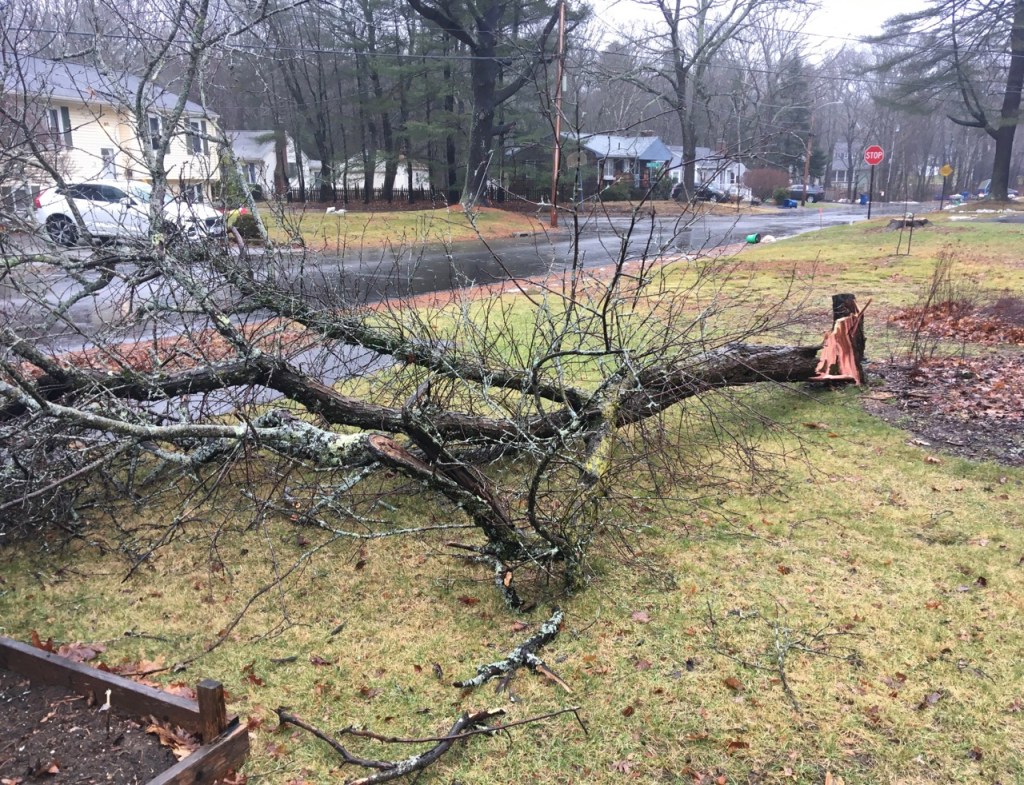 Crabapple tree broken at trunk and lying on the faded green of winter lawn, with street behind, houses visible on other side.