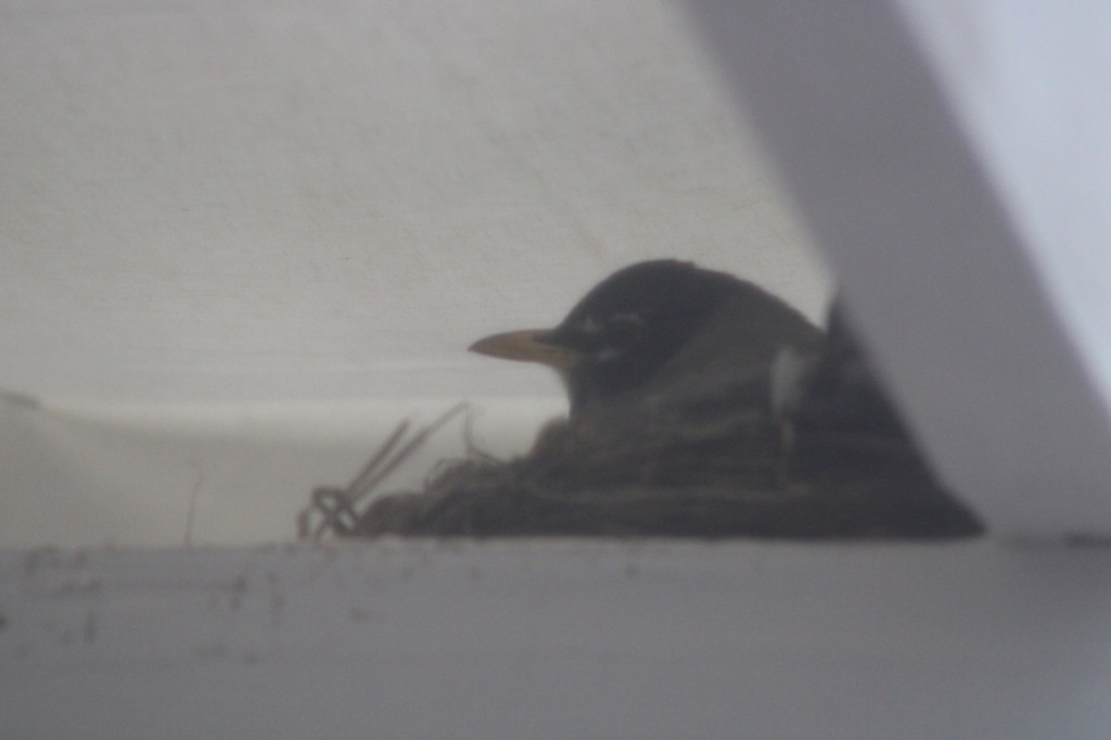 Hazy picture of a robin's egg peeking out of a nest between white beams, with cream colored shade cloth behind.