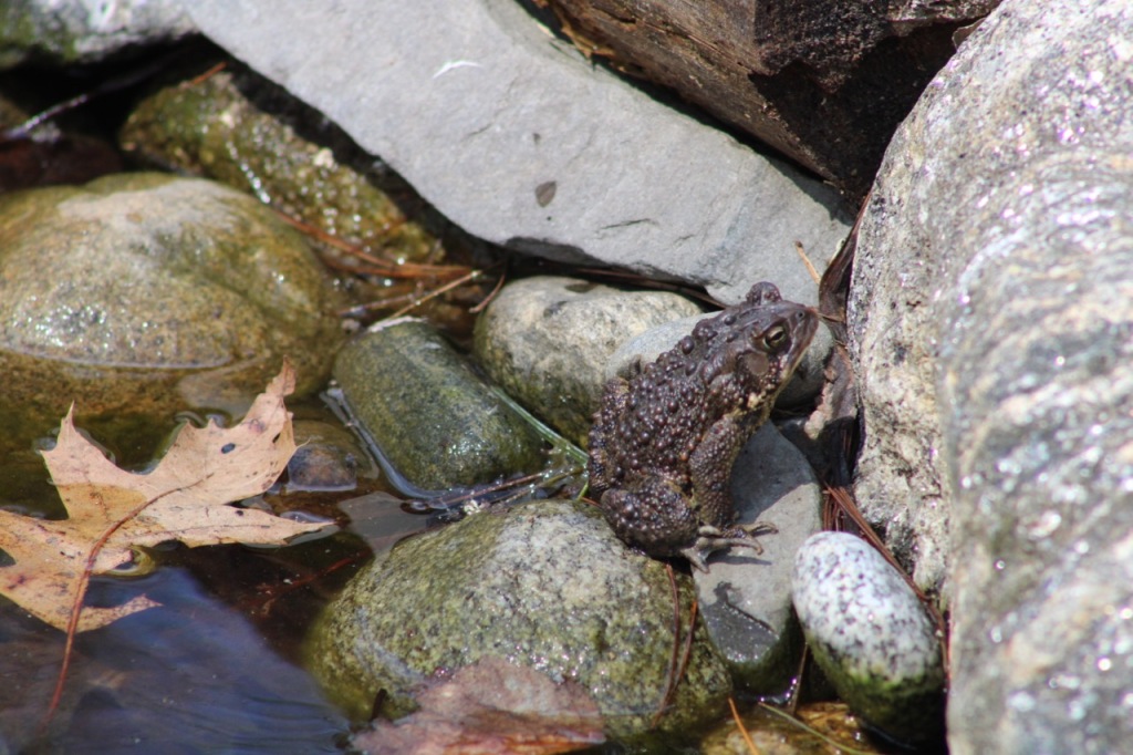 Tree frog with nobbly skin, perched on rocks with water of the pond visible on the left