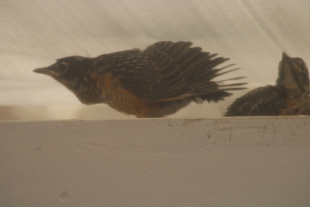 Baby robin folding its wings, while sibling looks on from the right.