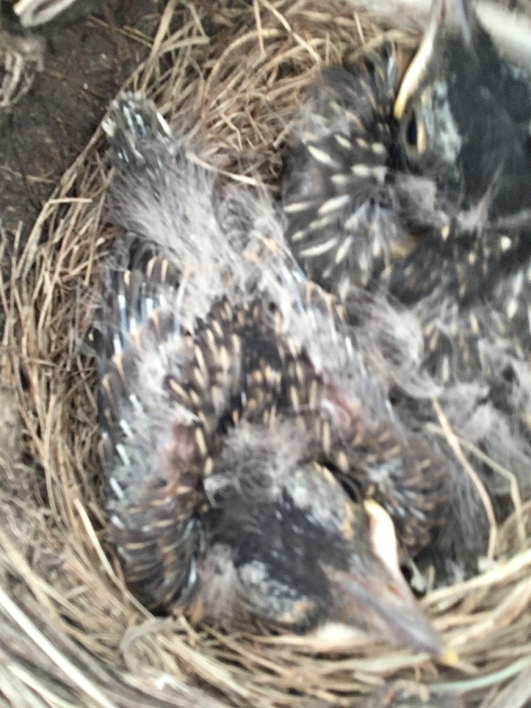Two baby robins, a mass of brown and white feathers with beaks and eyes, barely distinguishable from brown nest.