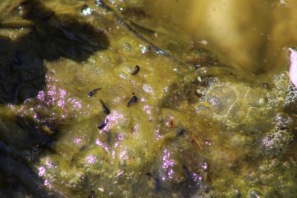 Tiny black tadpoles in green algae in the pond.