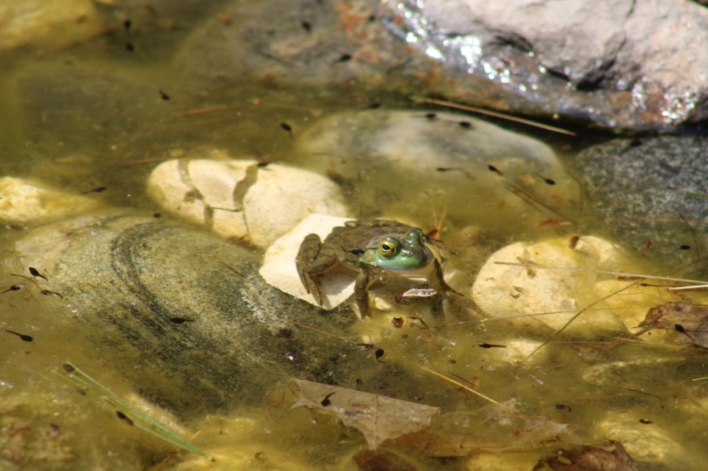 Green frog with brown stripey body, sitting on white rock in water, with tiny dark tadpoles swimming nearby.