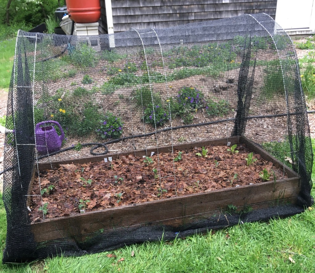 Rectangle wooden raised bed with frame and black netting over it, planted with small kale and lettuce.