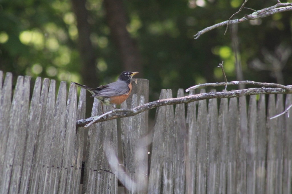 Robin on a bare gray branch in front of a gray wooden fence, with blurred green leaves in the background.