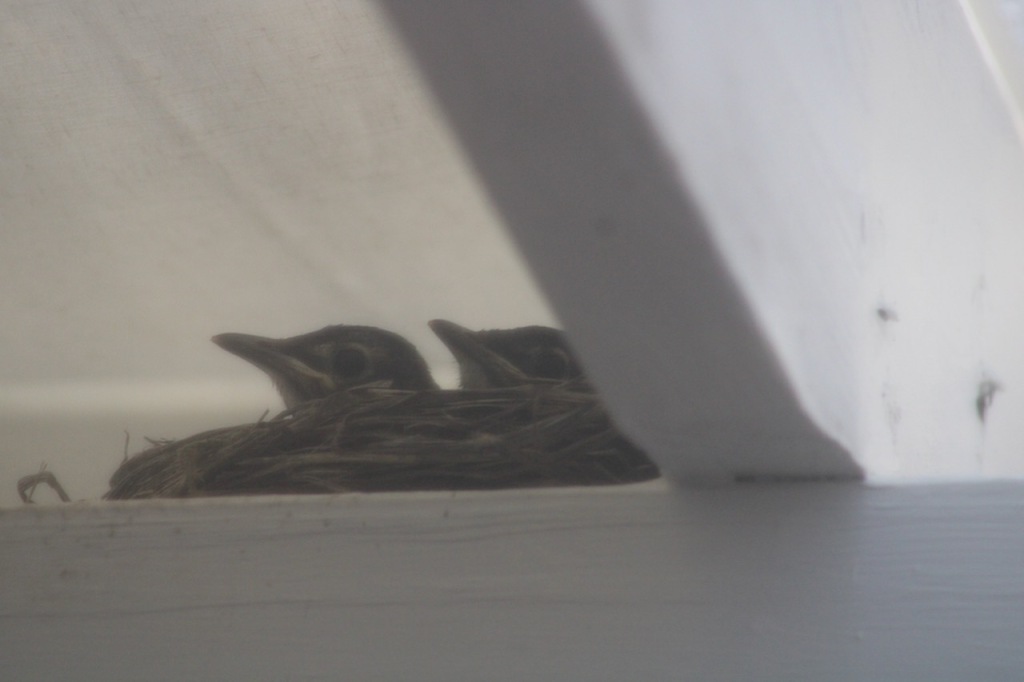 Two baby robin heads peaking up from the nest, under a white beam.
