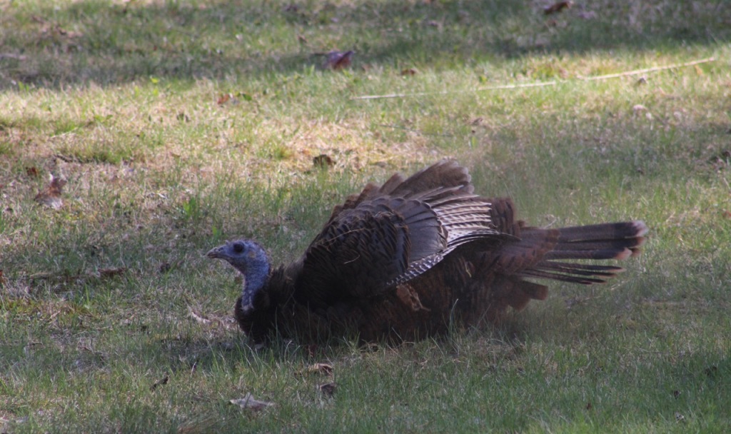 Turkey sitting on patchy grass.