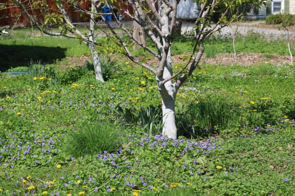 Orchard scene with tree trunks and branches painted white, surrounded by ground cover of violets, dandelions, and chives