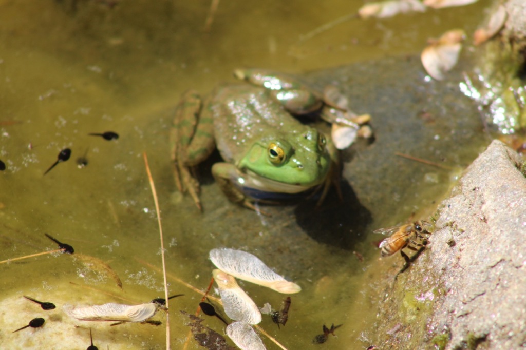 Green frog with stripey green and brown body sitting in water, with honey bee nearby on rock, drinking, and small tadpoles swimming.