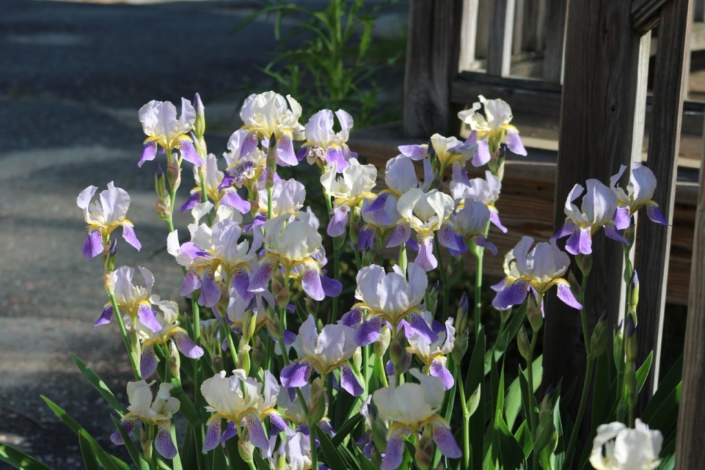 Irises in bloom, purple, with hints of paler purple and yellow.