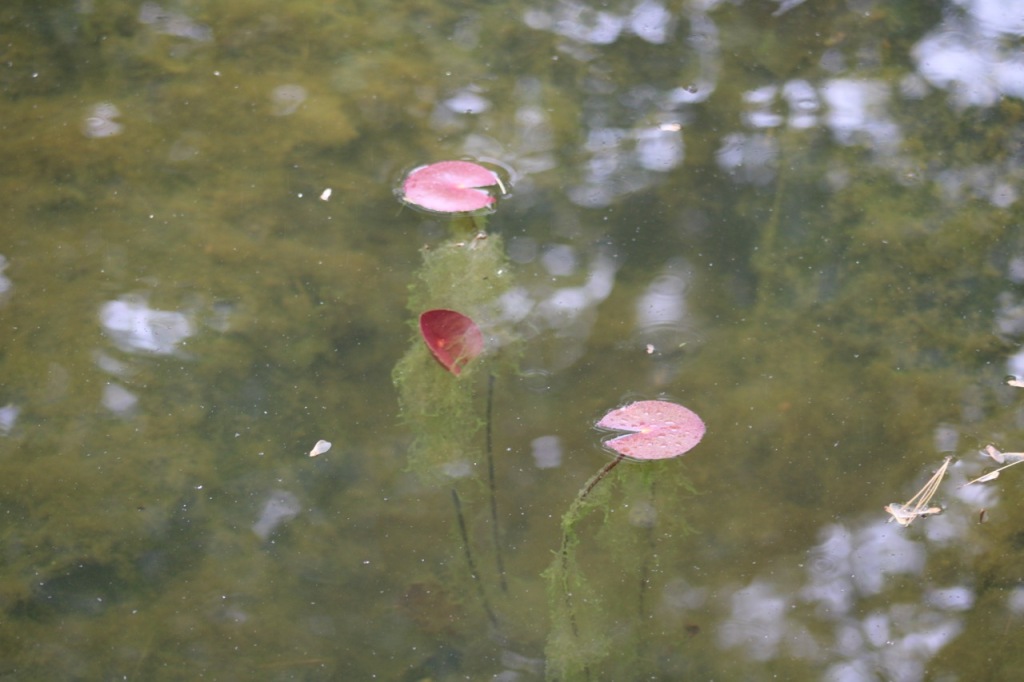 Red round leaves on surface of water.