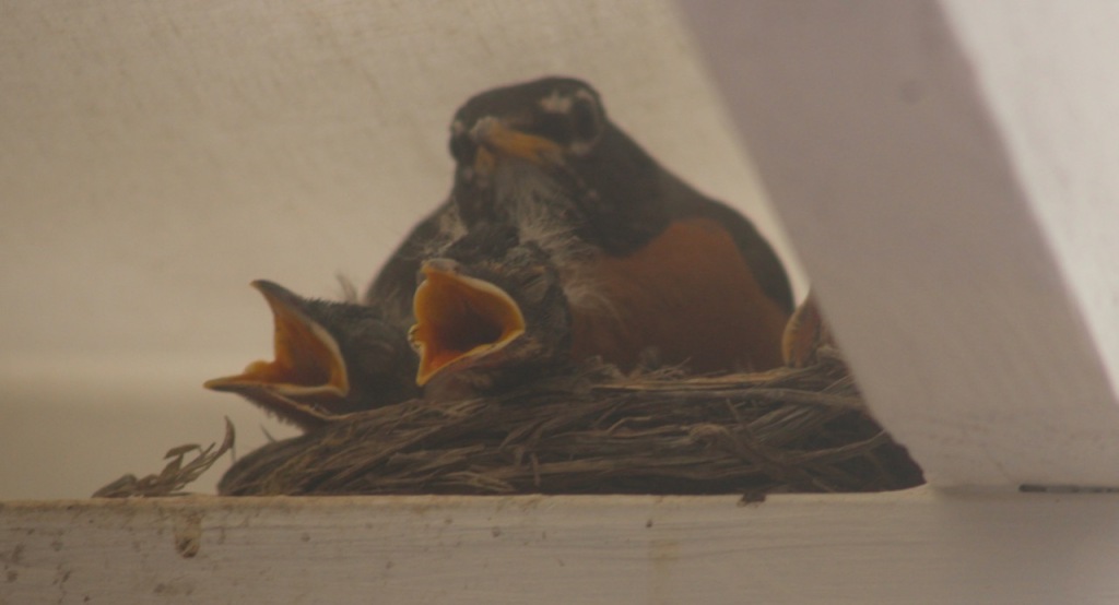 Two baby robins with beaks open visible, in front of parent robin, in nest.