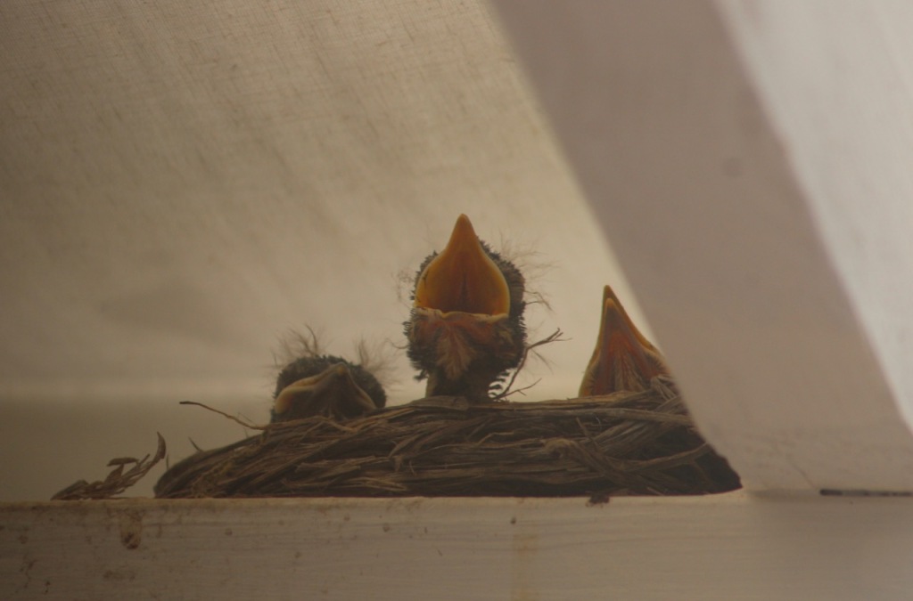 three baby robins in nest, heads lifted, beak open on the one in the middle, fuzz on its head.
