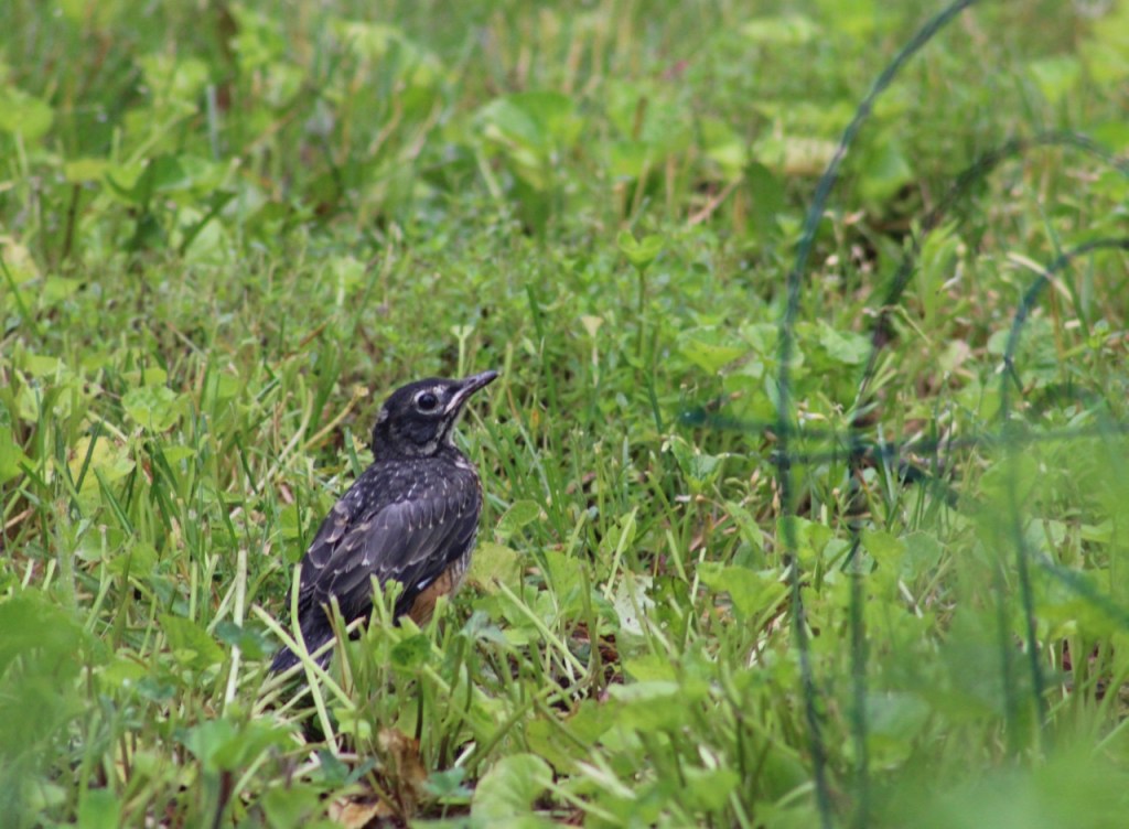 Robin fledgling in grass.