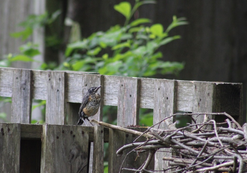 Robin fledgling with mottled feathers perched on wooden slats of bin.