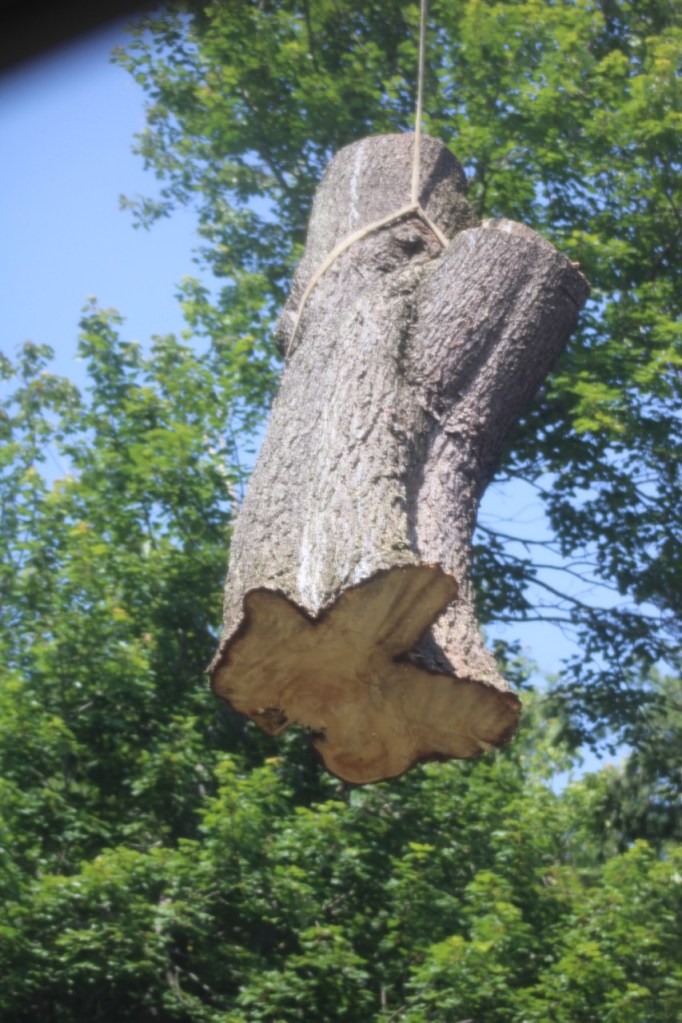 Huge trunk of pine hanging from cable