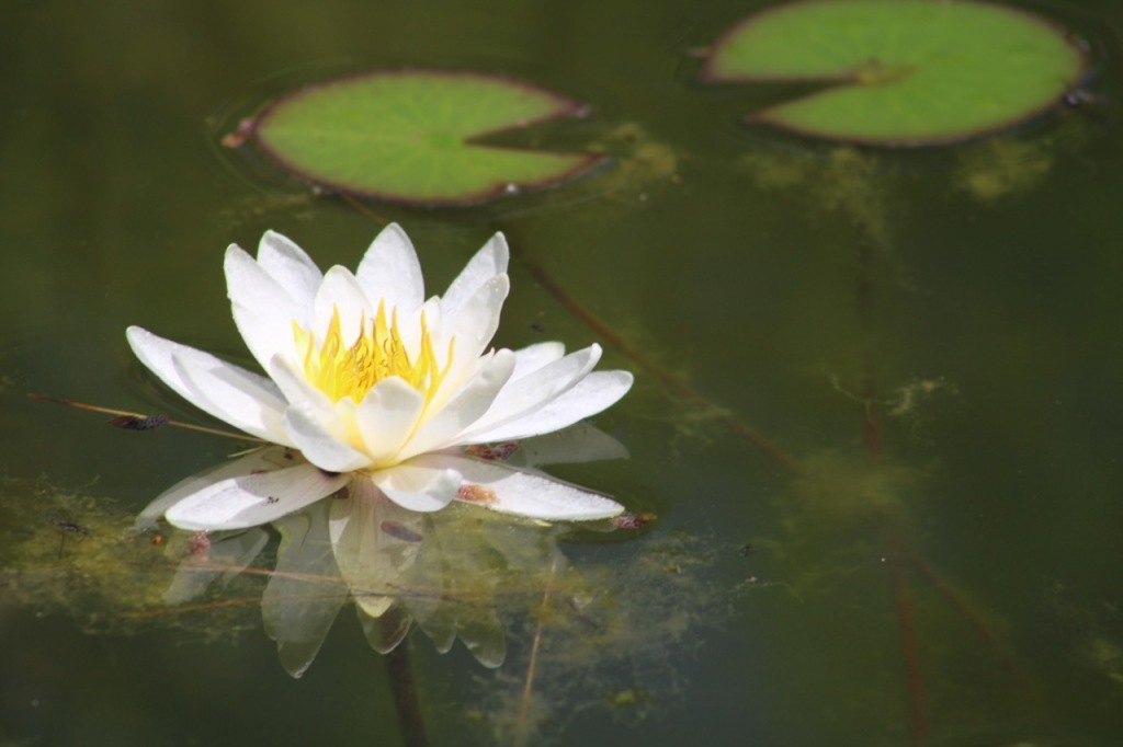 White pond lily with yellow center, on greenish pond water, with reflection, and two leaves floating behind.