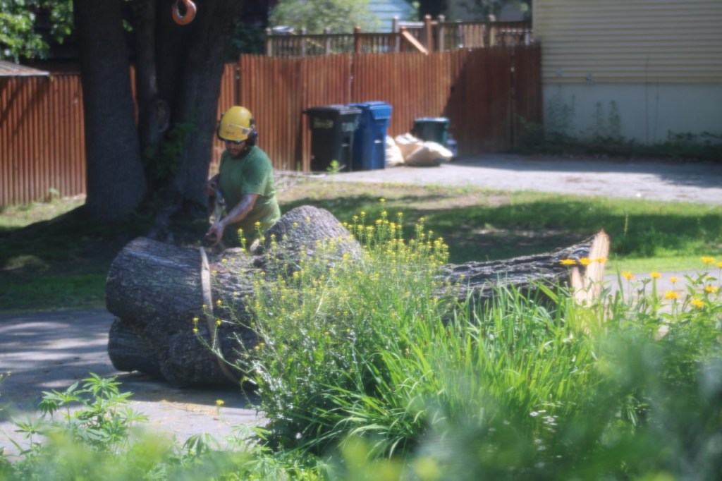 Huge trunk on its side in the street, with worker in yellow hard hat removing cabling. the width of the trunk comes up almost to his waist.