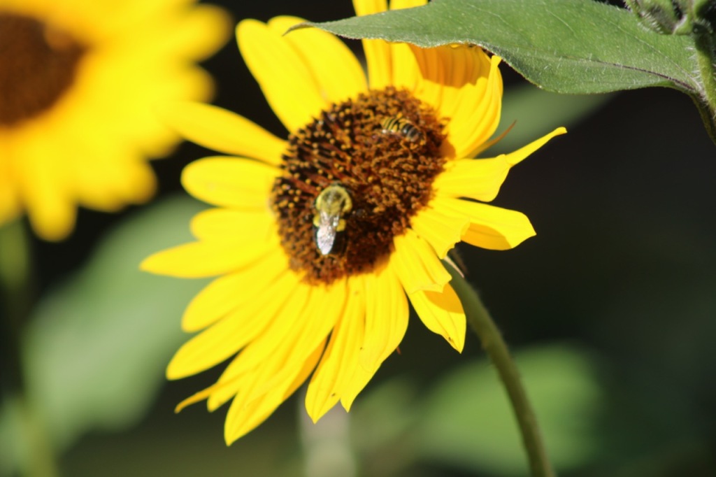 bumblebee and honey bee perched on center of yellow sunflower
