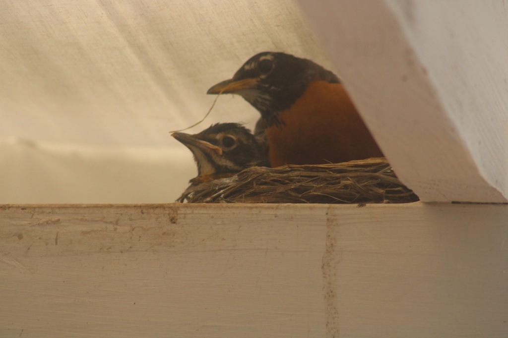 Baby robin, just head showing above brown grassy nest, with dad robin above and behind in nest, between white painted beams underneath and on side.