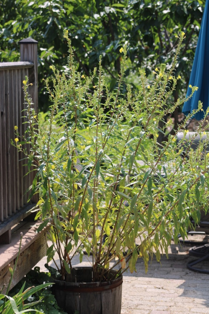 tall stems with small yellow flowers at the tips, many plants in 1/2 wine cask planter, on patio near deck railing.