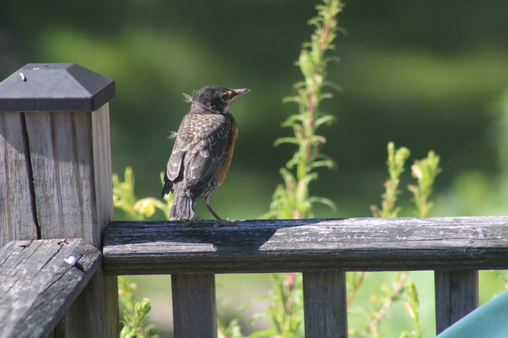 Fledgling robin alone on gray deck railing looking out to greener beyond.