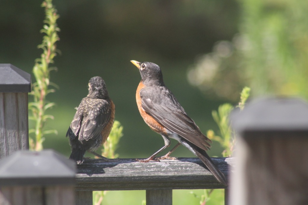 Fledgling and mother robin on gray wooden deck railing looking away from camera toward greenery beyond.