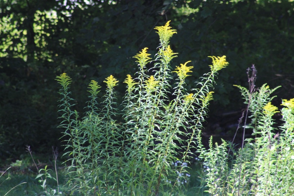 glowing yellow goldenrod flowers on tall stalks, with dark green background