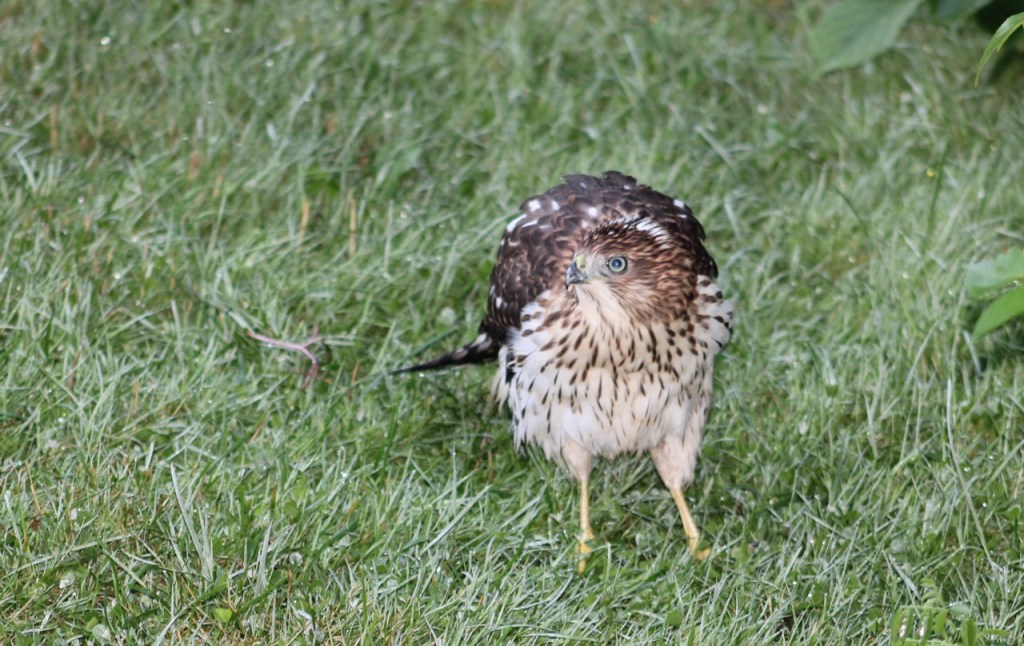 Juvenile Cooper's Hawk facing me, with yellow irises and yellow legs, cream colored breast with brown markings.