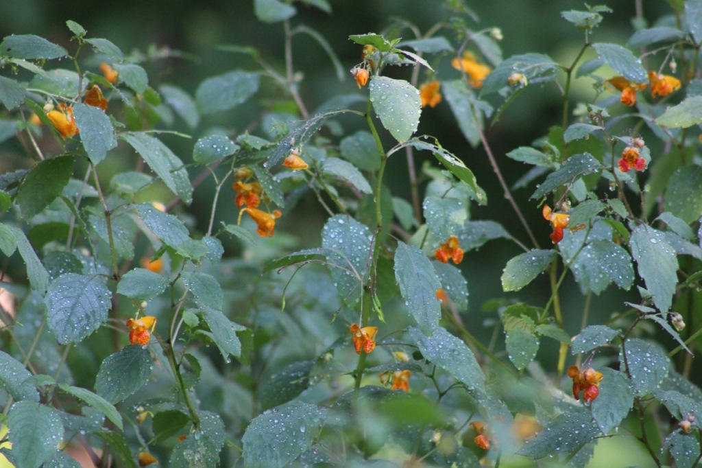 Tiny orange flowers on thin stems with oval serated leaves, droplets of water on the leaves.