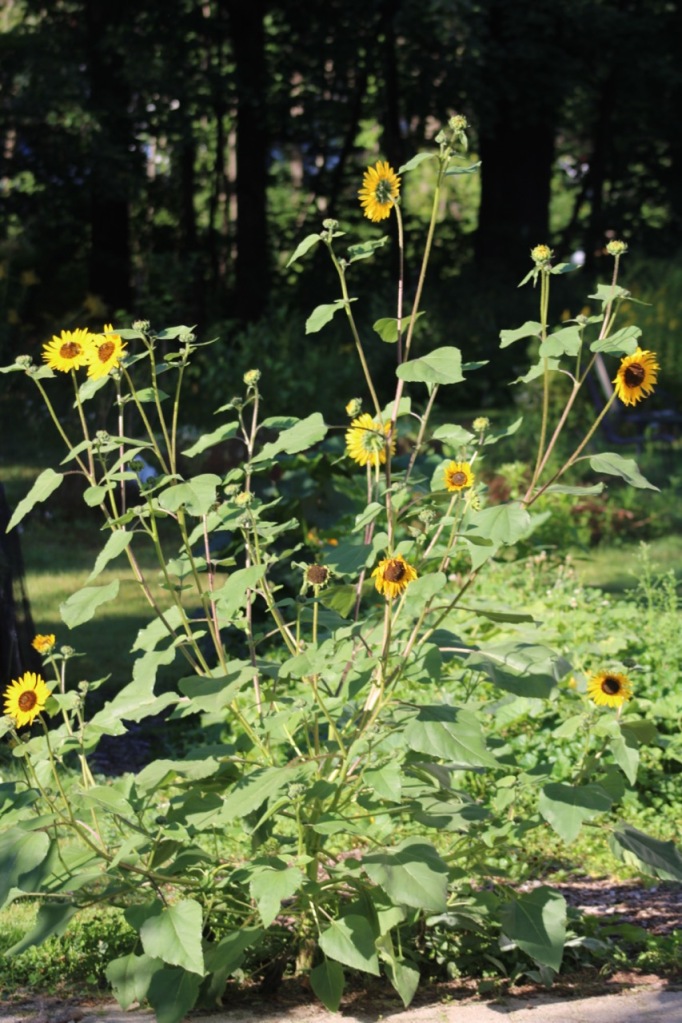 Multi-branched sunflower with many yellow flowers, tall with green leaves.