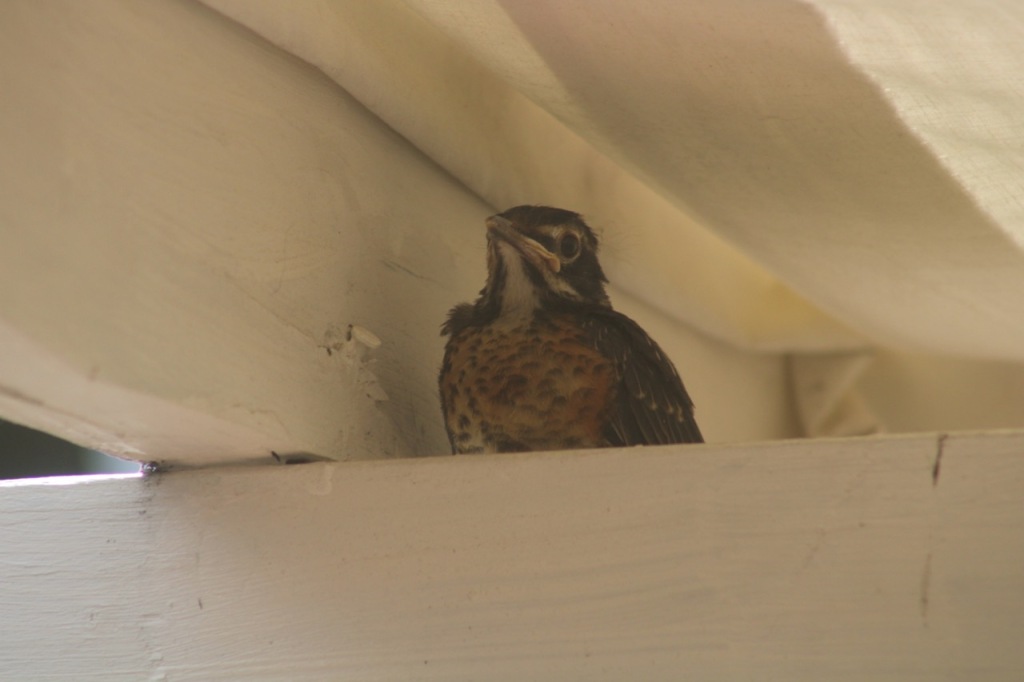 Baby robin visible from belly up, on white beam, next to side beam, looking toward the camera.