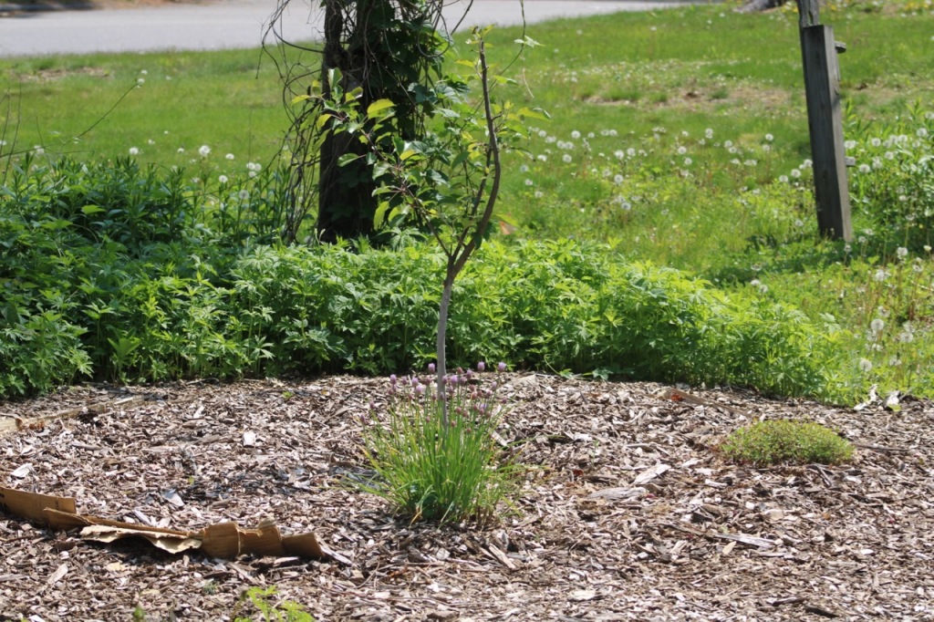 Very small tree in a circle of wood chips, with lush green plants at the back of the circle.