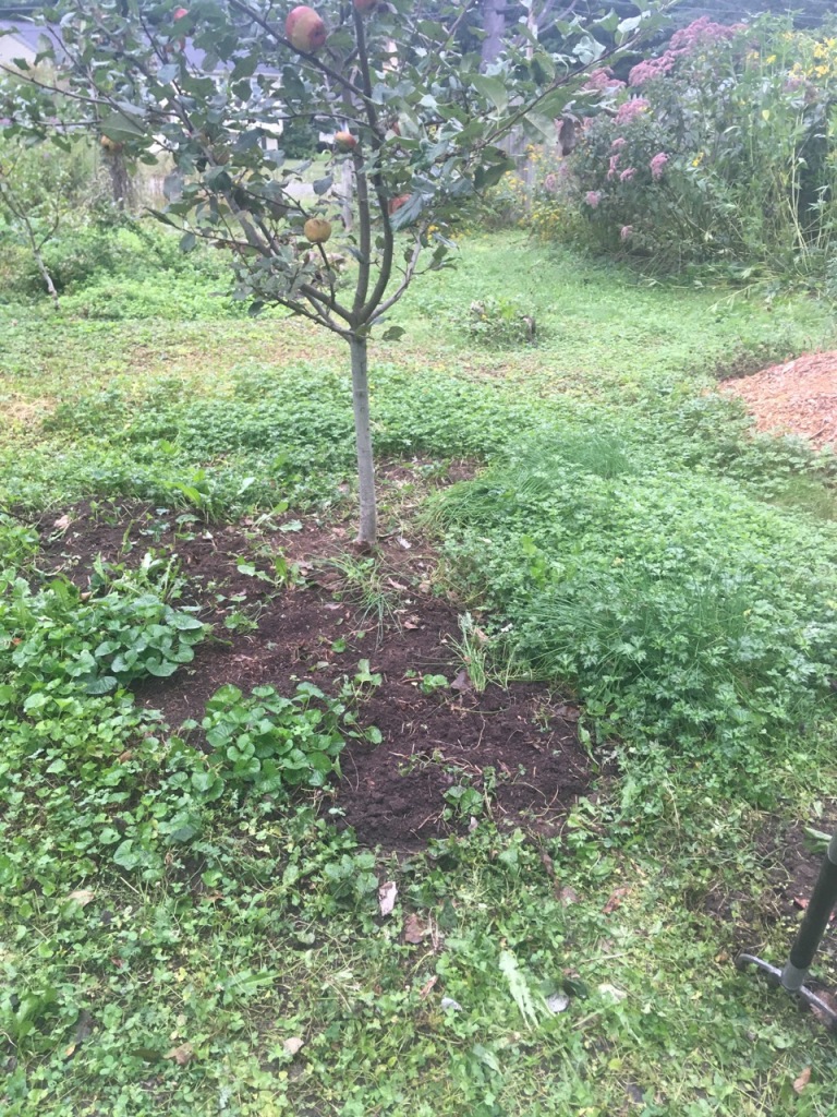 Small tree with a few apples on its branches, at the ground we see green  all over, except in one area where soil is visible, and a garden fork in the lower right.