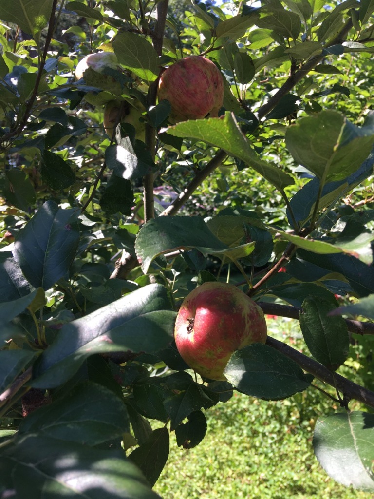 Mottled red apples in green leaves and branches