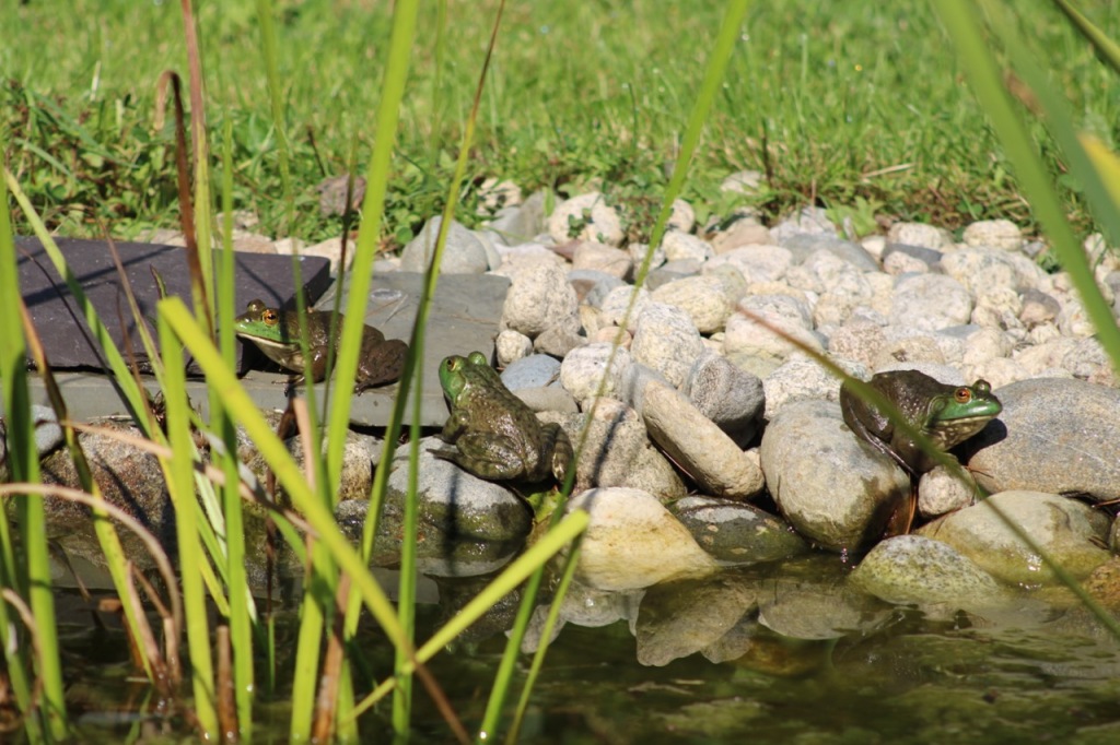 Three frogs on rocks near pond