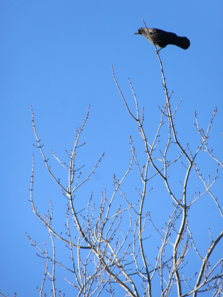 Crow on the top of bare branches of a tree against a blue sky