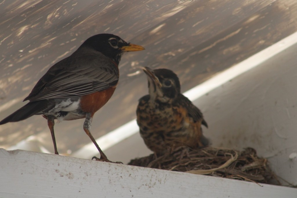 Parent encouraging one baby robin, the last fledgling.
